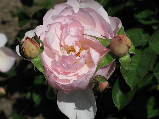  photo GentleHermioneatfiloliIMG_1010_zps376a4de8.jpg